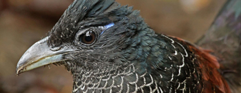 Banded Ground Cuckoo by Roger Ahlman
