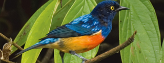 Scarlet-breasted Dacnis by Murray Cooper